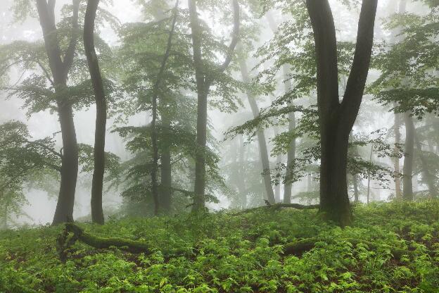Foggy spring forest